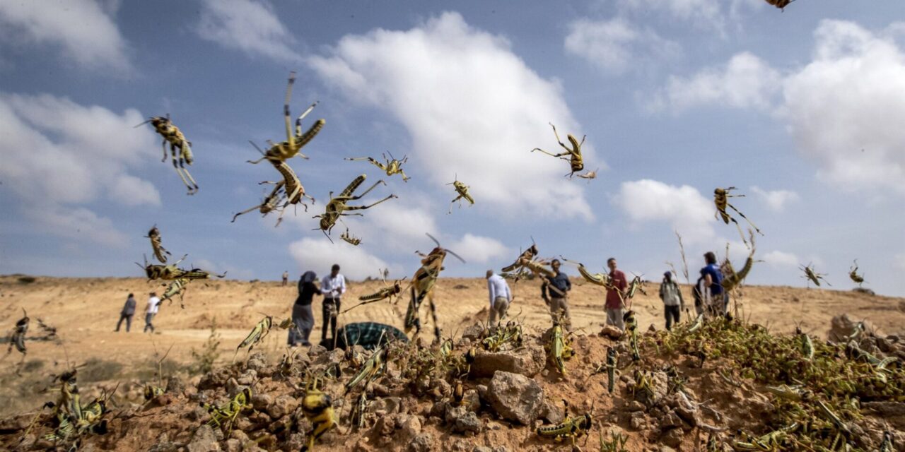 Locust plague reaches coronavirus-hit China after wreaking havoc across Africa
