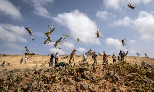 East Africa faces new locust threat